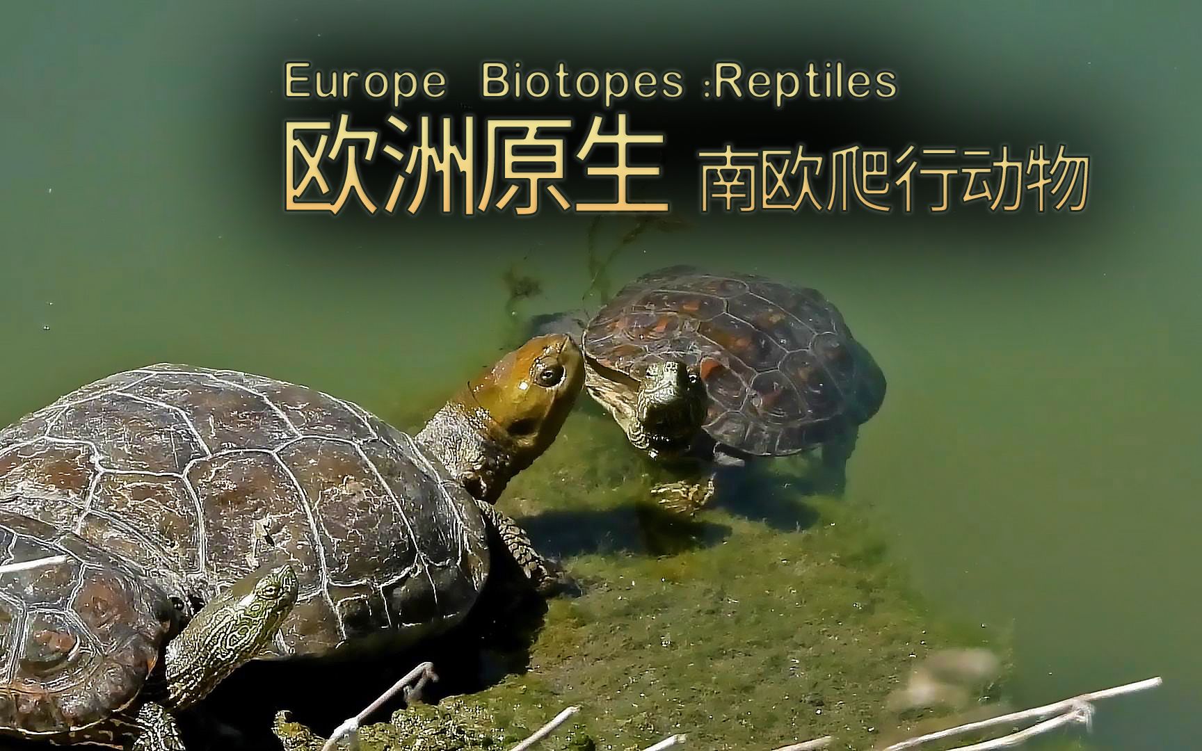 南欧9国制定了关于集体跨境可再生能源的“地中海计划”