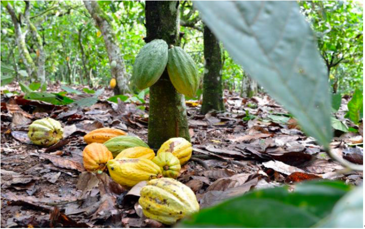 科特迪瓦将推进可可农林业发展