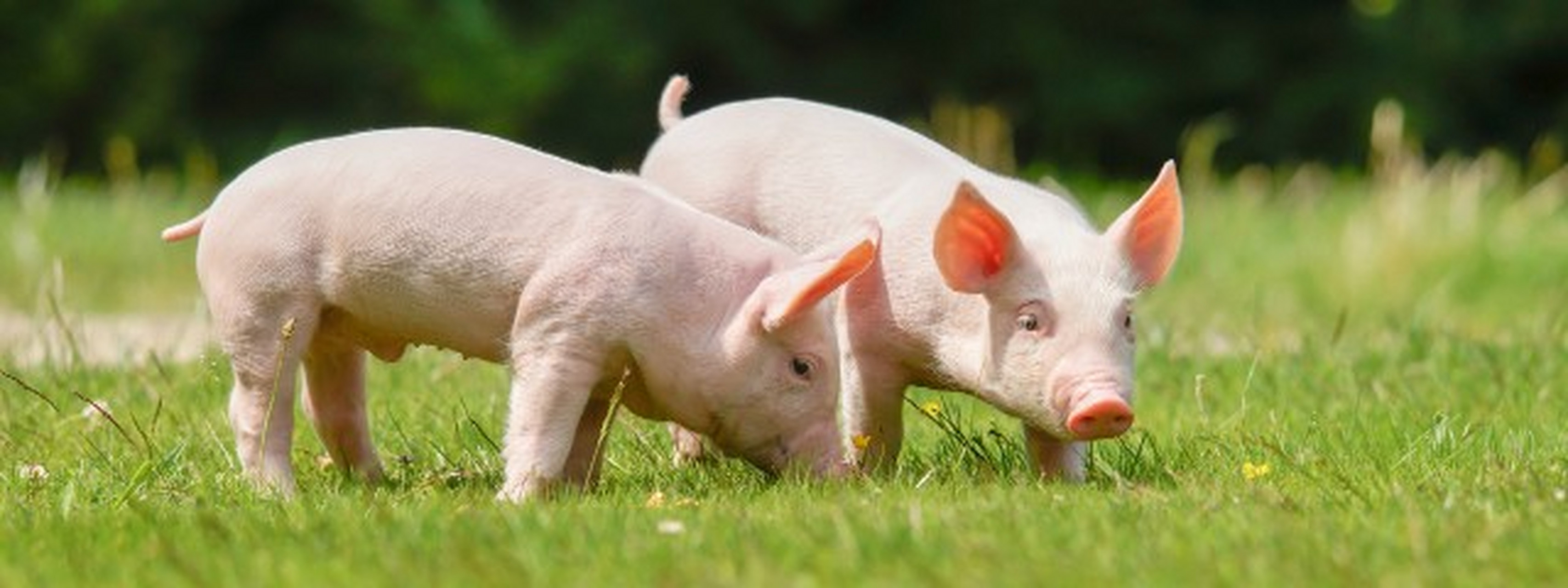 天康生物：拟收购羌都畜牧51%股权 加速推进生猪产业发展