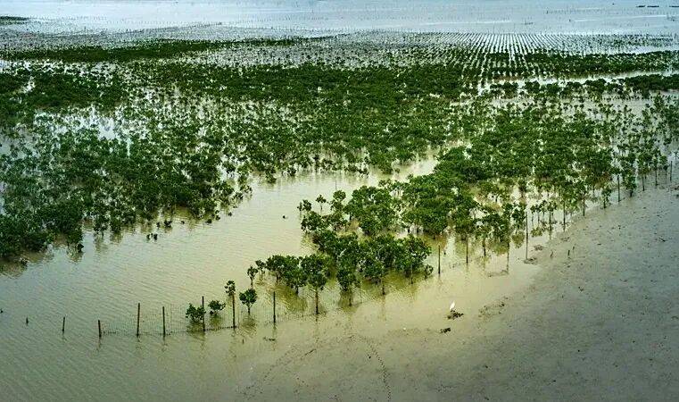 新发现：“固碳能手”红树林树干会“吐碳”