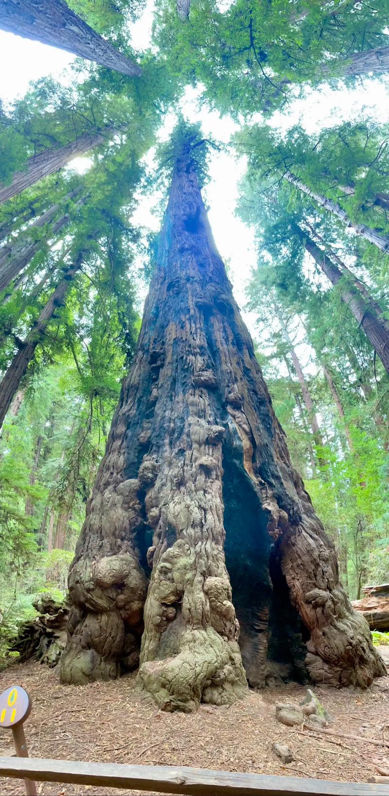 新发现：“固碳能手”红树林树干会“吐碳”