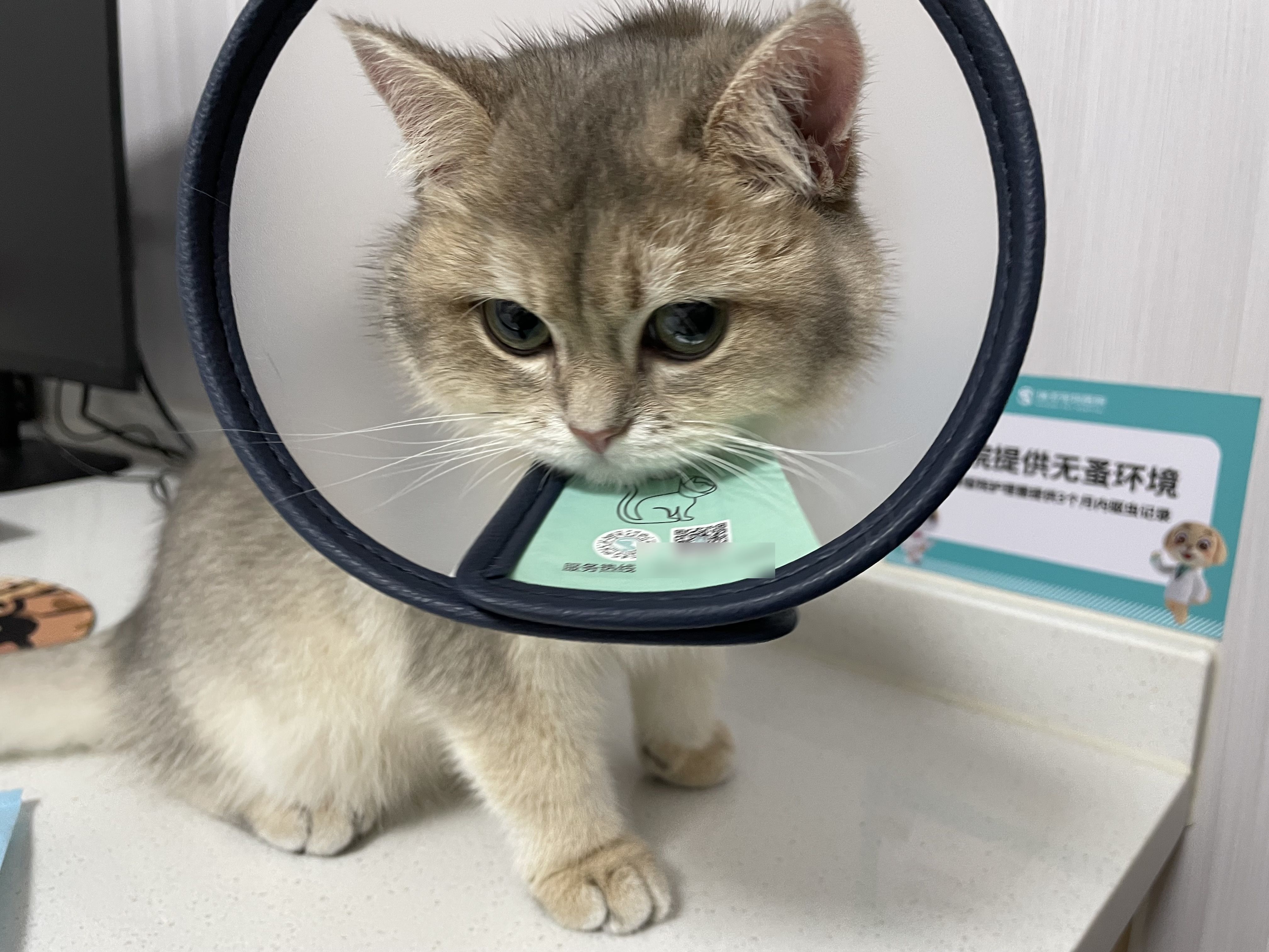 冲刺“宠物医院第一股”！瑞派宠物三年累亏超3亿，扩张急刹车、17.9亿商誉高悬