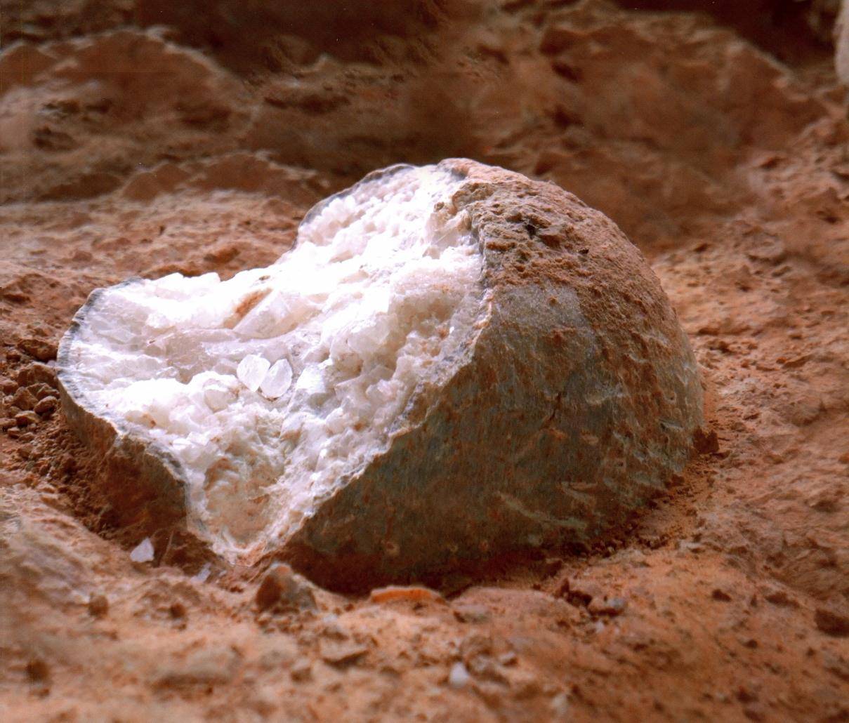 5亿年前的生物大灭绝有什么秘密?新化石群给出线索