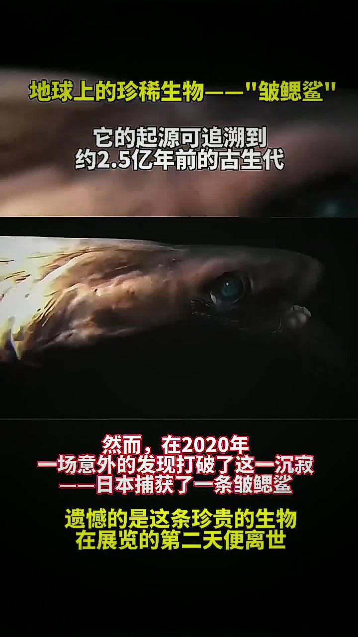 5亿年前的生物大灭绝有什么秘密?新化石群给出线索