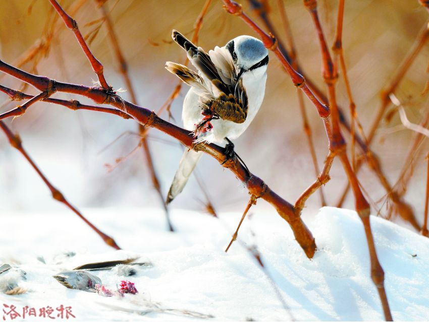 立方风控鸟·晚报（2月24日）