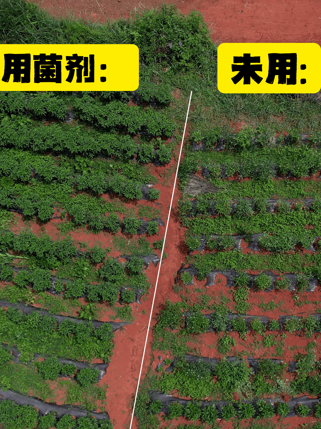 研究显示新技术可快速检测细菌耐药性