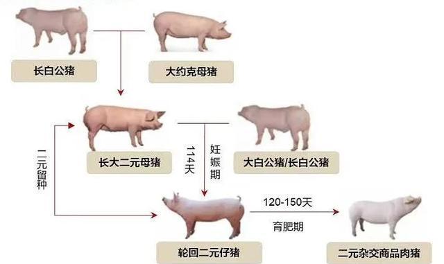 牧原股份多措并举夯实穿越周期能力 持续降本构筑业绩护城河