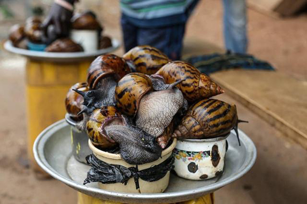 加纳水产养殖业有望扩张