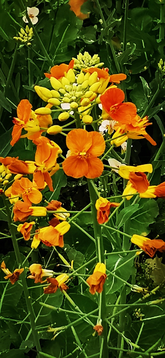 科学圆桌会丨农业科学家“揭秘”：怎么给油菜花“绘”出80种色彩